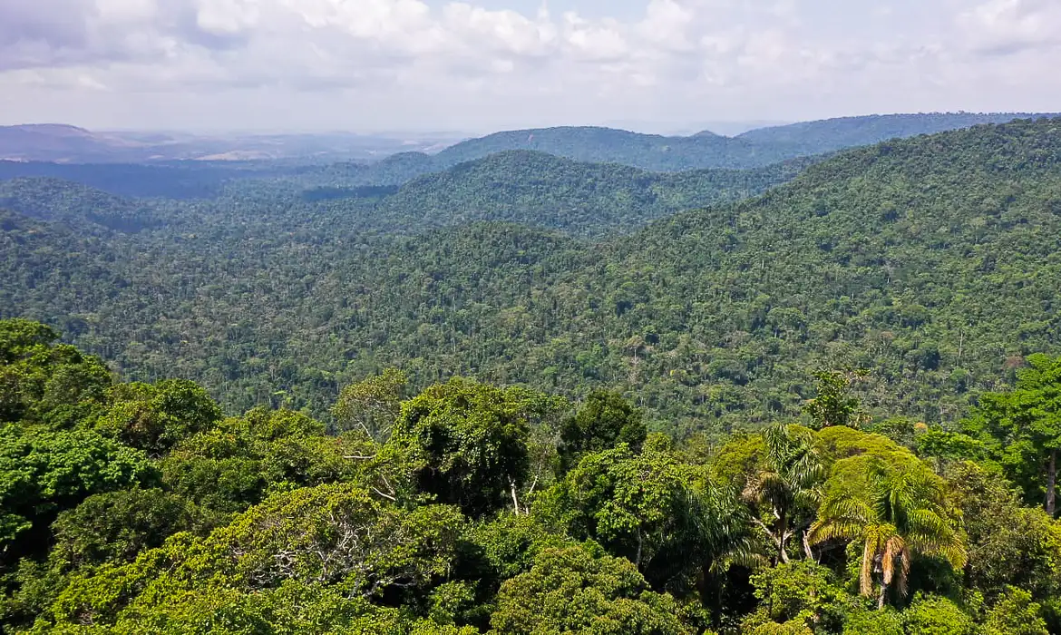 ONGs Amazônia | A Amazônia do Brasil é alvo de cobiça internacional | Foto: Arquivo/Agência Brasil