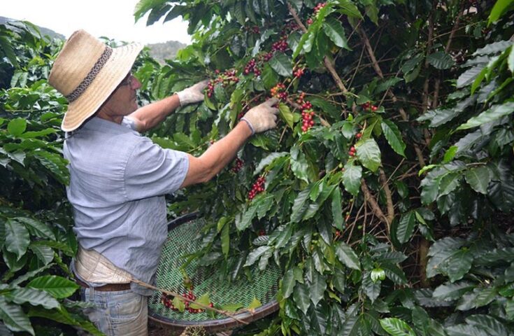 COY: ES investe em qualidade do café há mais de 20 anos