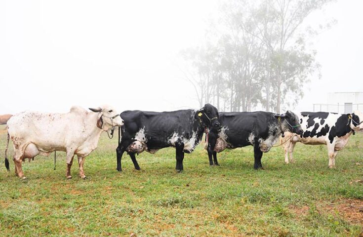 Ferramenta genômica vai reunir três raças de bovinos leiteiros