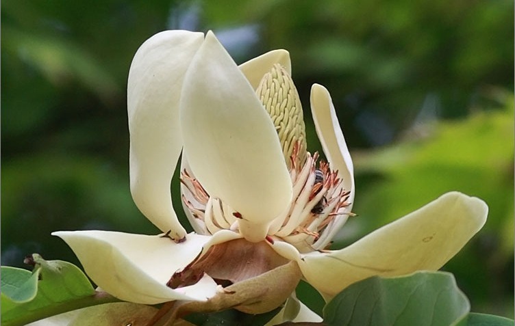 Honoki-Magnolie, espécie de planta que os cientistas usaram como base para composição da estrutura de madeira convertida em satélite | Foto: Reprodução/Twiiter/X