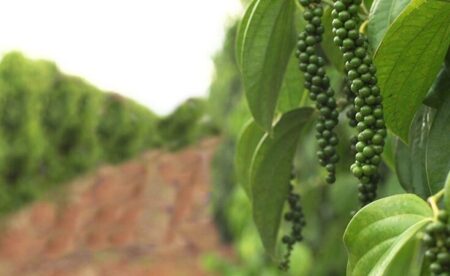 Fórum de pimenta-do-reino reúne produtores, técnicos e exportadores