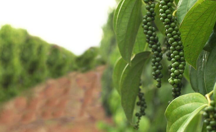 Fórum de pimenta-do-reino reúne produtores, técnicos e exportadores