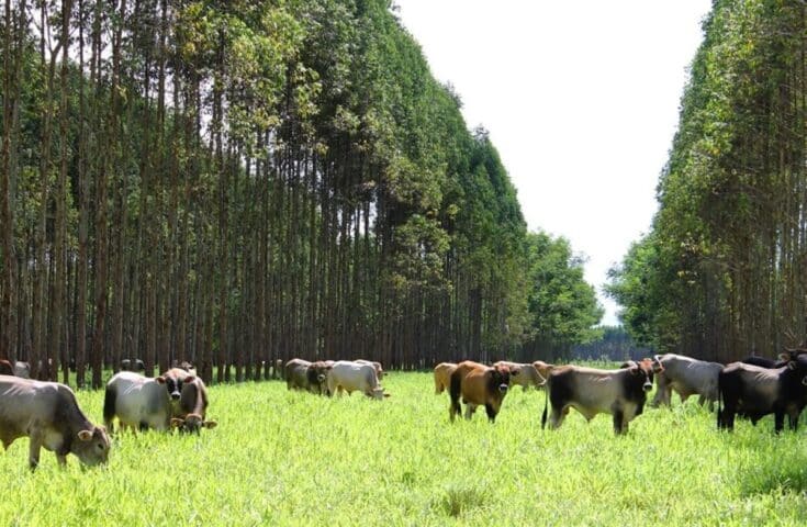 Nova ferramenta digital apoia pecuaristas no planejamento forrageiro