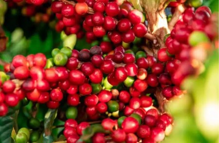 Com abelhas no café, receita do arábica pode crescer R$ 22 bi por ano
