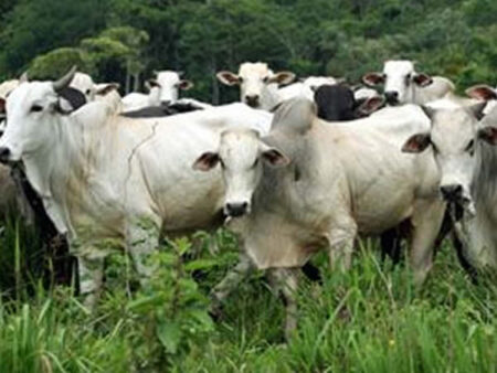 Novidade plataforma reúne dados da cárcere produtiva da músculos bovina Nova plataforma reúne dados da cadeia produtiva da carne bovina