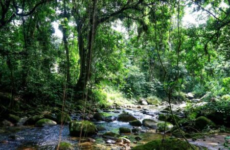 ES foi o terceiro Estado do país que mais restaurou áreas verdes