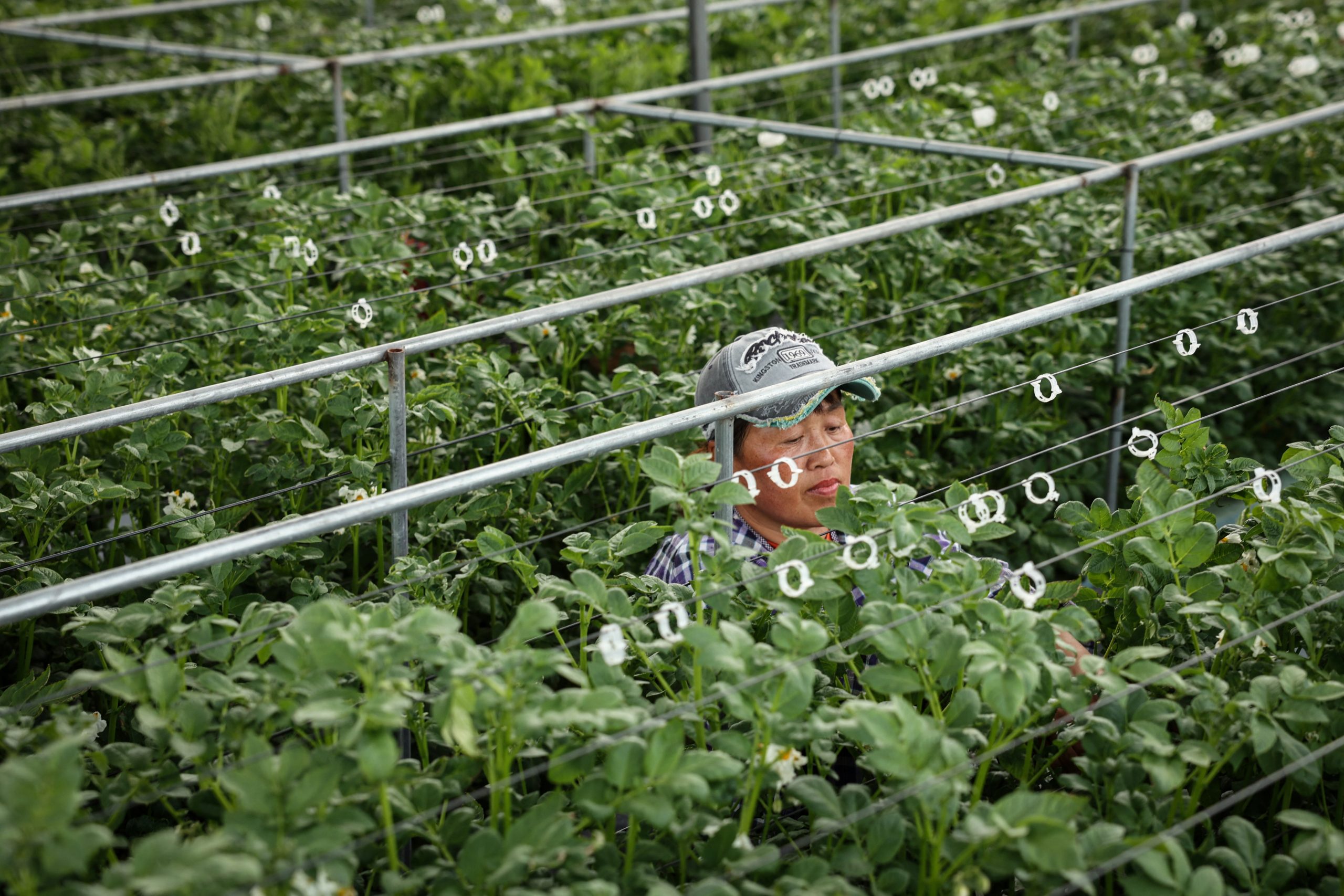 Um trabalhador coloca grampos nas plantas de batata para ajudá-las a crescer verticalmente, em uma estufa da Yakeshi Senfeng Potato Industry Company, onde as batatas-semente são cultivadas pelo método aeropônico, em Yakeshi, Mongólia Interior, China - 15/6/2024 | Foto: Florence Lo/Reuters