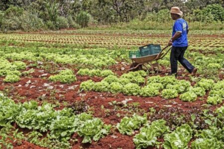 Agricultura familiar ganha programa de P&I inédito