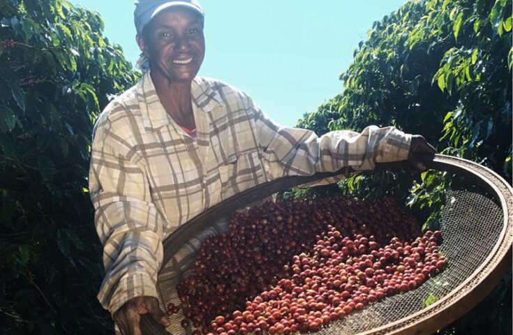 Sustentabilidade: a cafeicultura brasileira e seu compromisso social