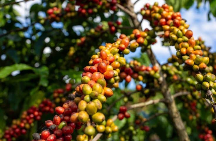 Conab prevê 51,8 milhões de sacas de café para safra brasileira 2025