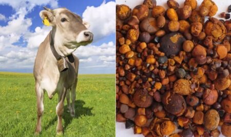 Pedras de vesícula, a nova corrida do ouro no agro mundial