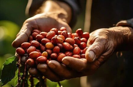 Publicação detalha pragas e doenças que afetam produção de café