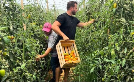 Produtores recebem incentivo para cultivo protegido do tomate no RJ