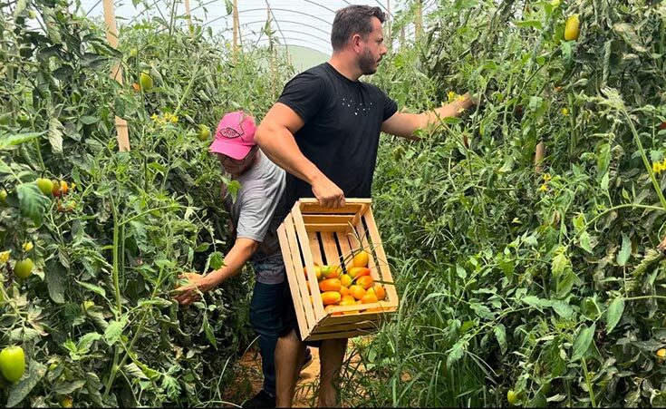 Produtores recebem incentivo para cultivo protegido do tomate no RJ