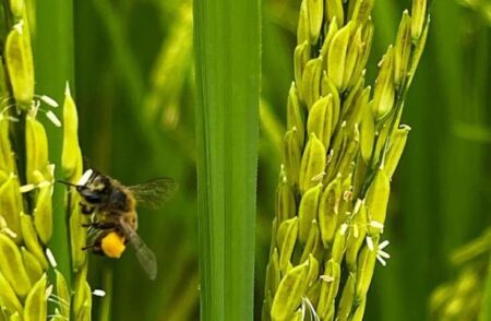 Abelhas têm impacto no peso e na produtividade em lavouras de arroz 