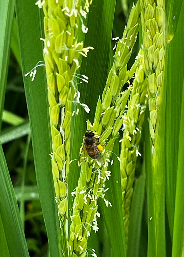 Abelhas tem impacto no peso e na produtividade em lavouras