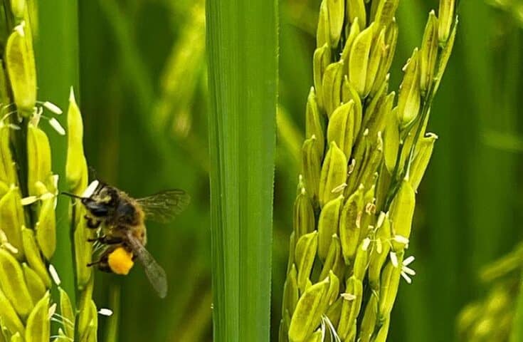 Abelhas têm impacto no peso e na produtividade em lavouras de arroz 