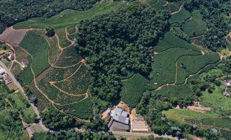 ES impulsiona cafeicultura sustentável com apoio técnico