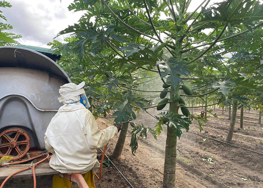 1740928750 869 Conheca o protetor solar que reduz a queima de frutos