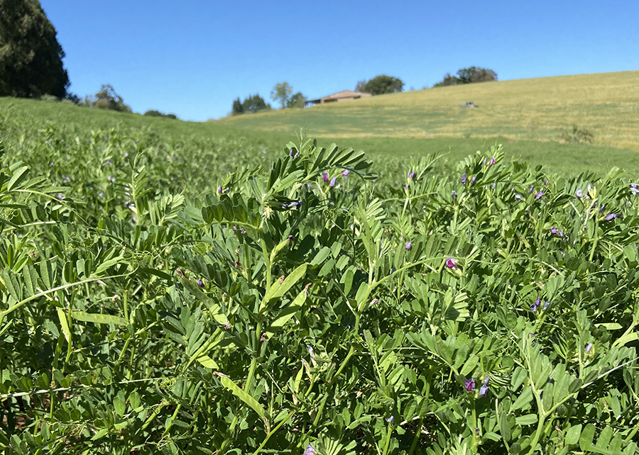 1741361598 732 Nova forrageira e ideal para uso em Integracao Lavoura Pecuaria Noticias