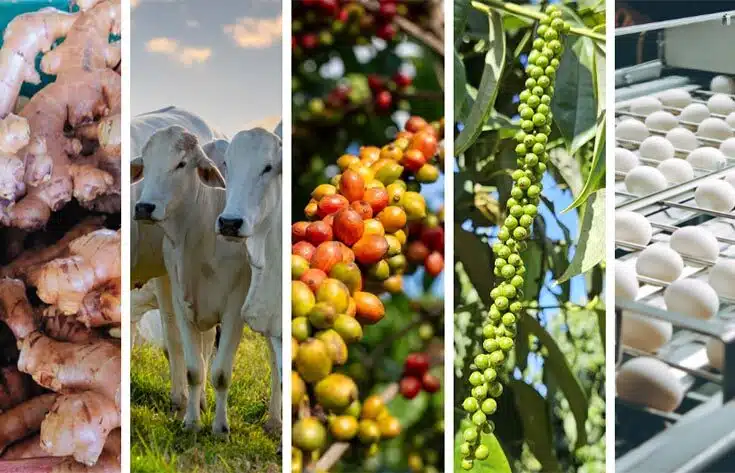 Agro alavanca PIB do Espírito Santo e é setor que mais cresceu em 2024