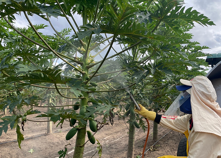 Conheca o protetor solar que reduz a queima de frutos