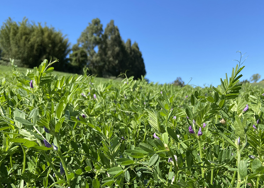 Nova forrageira e ideal para uso em Integracao Lavoura Pecuaria Noticias