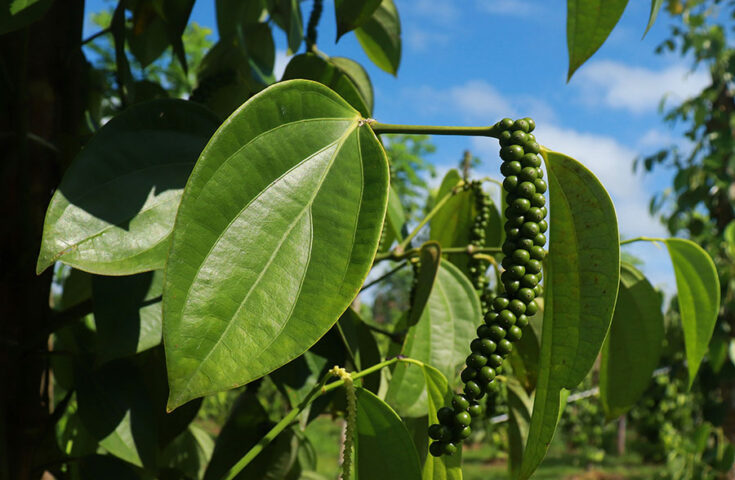 Plantar pimenta-do-reino no tutor vivo é mais barato e ecológico