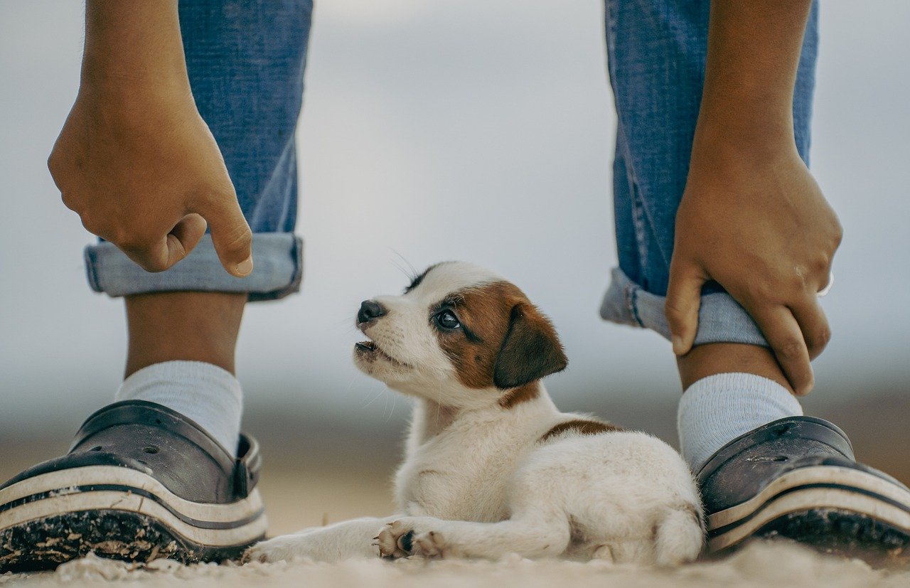 Pessoa com seu animal de estimação, em alusão à matéria que informa que Lula sancionou, com veto, lei que cria cadastro nacional de animais domésticos