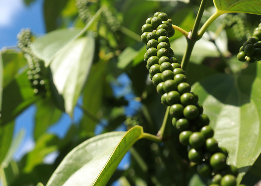 Plantar pimenta do reino no tutor vivo e mais barato e ecologico