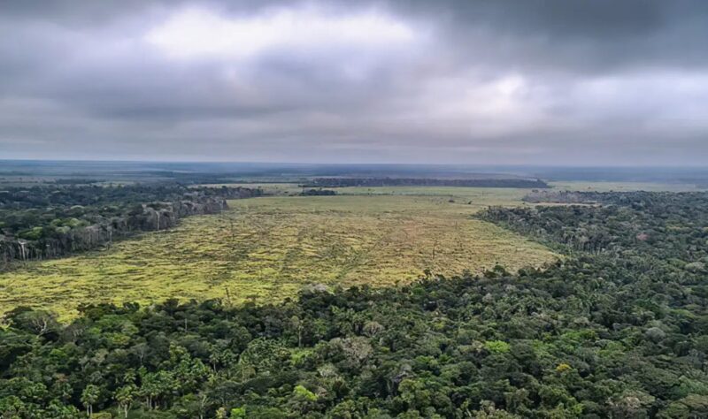 Brasil deve desmatar quase 50 campos de futebol por mês para atender à demanda por carros elétricos na União Europeia