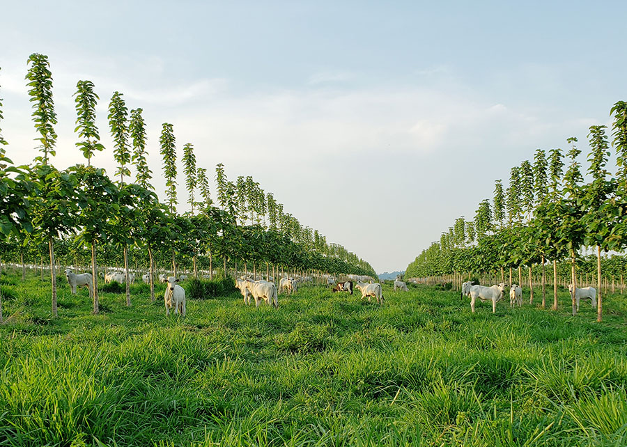 Novo sistema produtivo integra pecuária de corte com plantio de teca Noticias No BR 4 1747208605 909 Novo sistema produtivo integra pecuaria de corte com plantio de