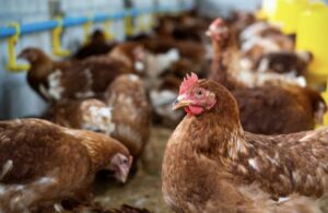 'Ninguém vai retirar o pé do acelerador', diz federação de agricultura