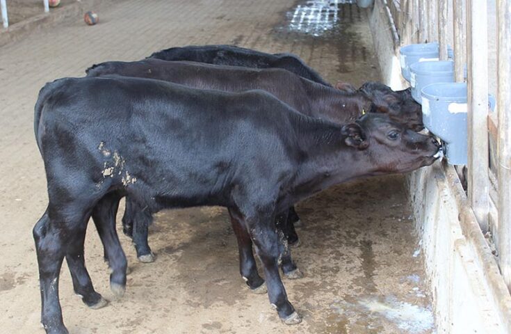 Bezerros geneticamente editados nascem pela primeira vez no Brasil