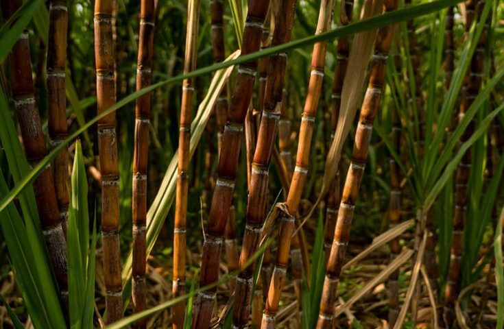 Cana-de-açúcar tem produção estimada em 663,4 milhões de toneladas