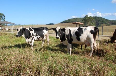 Cursos de pecuária bovina acontecem em Linhares e Cachoeiro