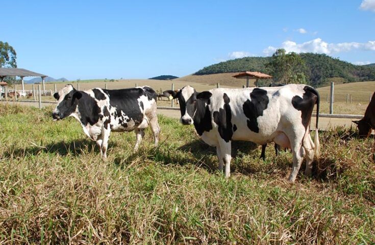 Cursos de pecuária bovina acontecem em Linhares e Cachoeiro