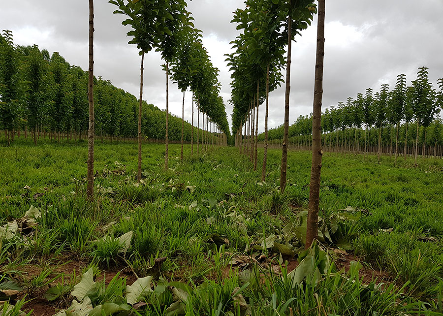 Novo sistema produtivo integra pecuária de corte com plantio de teca Noticias No BR 1 Novo sistema produtivo integra pecuaria de corte com plantio de