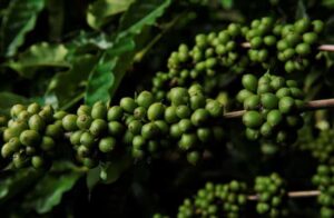 Produção de café apresenta recuperação de 2,7% em 2025