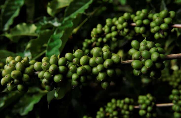 Produção de café apresenta recuperação de 2,7% em 2025