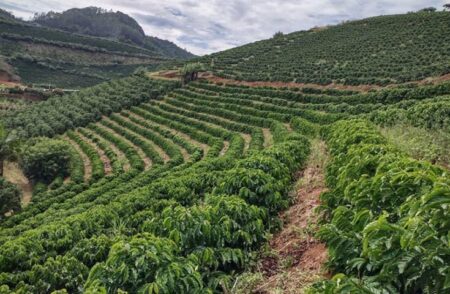 Revolução no arábica: novas cultivares quase dobram produção no ES