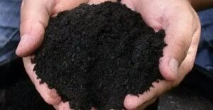 Adubo sustentável feito com algas marinhas revoluciona agro