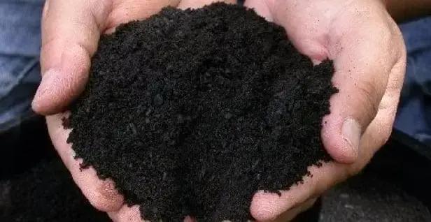 Adubo sustentável feito com algas marinhas revoluciona agro