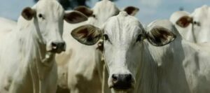 Agro de Rondônia se destaca como maior exportador brasileiro em 2025