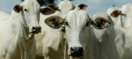 Agro de Rondônia se destaca como maior exportador brasileiro em 2025