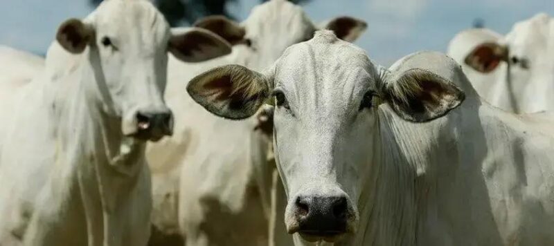 Agro de Rondônia se destaca como maior exportador brasileiro em 2025