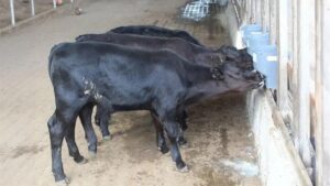 Bezerros Geneticamente Editados Nascem no Brasil pela 1ª Vez