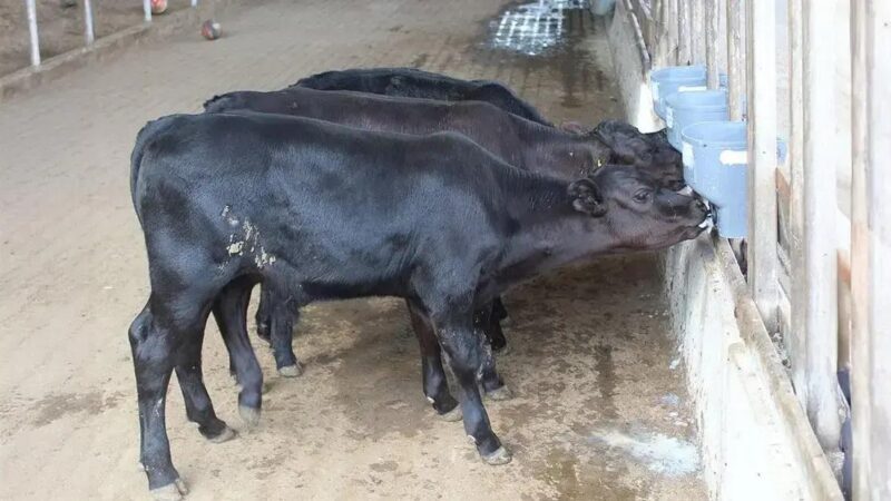 Bezerros Geneticamente Editados Nascem no Brasil pela 1ª Vez