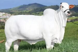 ExpoZebu movimenta milhões com genética e leilões no Brasil