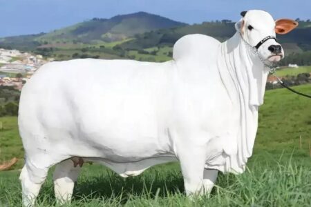ExpoZebu movimenta milhões com genética e leilões no Brasil
